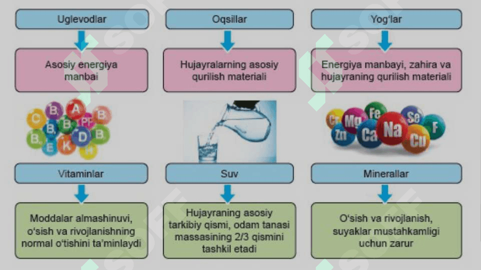 ODAMNING OVQAT HAZM QILISH SISTEMASI 4