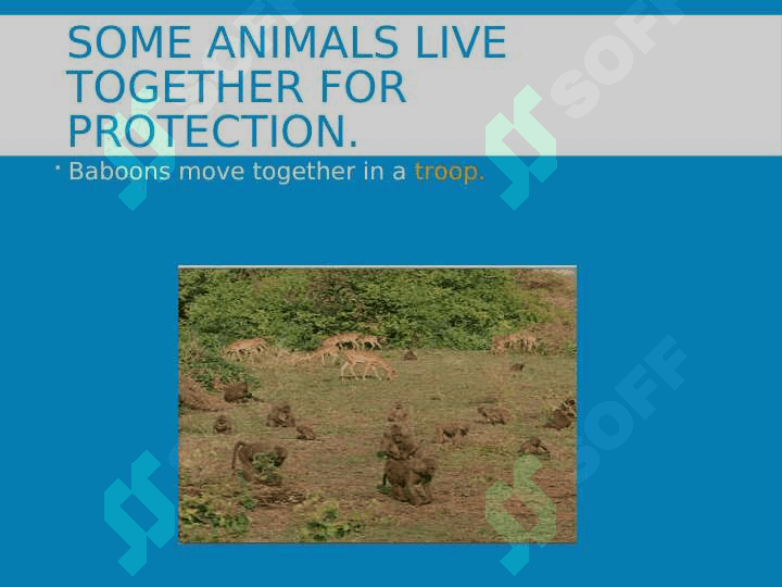 Animal Groups 4