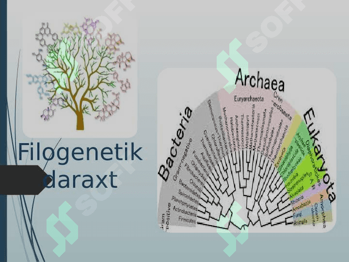 Genom ma’lumotlari asosida filogenetik daraxt tuzish. 4