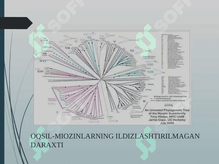 Genom ma’lumotlari asosida filogenetik daraxt tuzish. 8