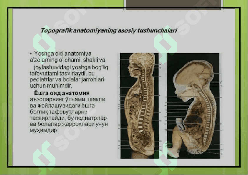 Klinik anatomiya fanining maqasadi va vazifalari.operativ jarrohlik asoslari 2