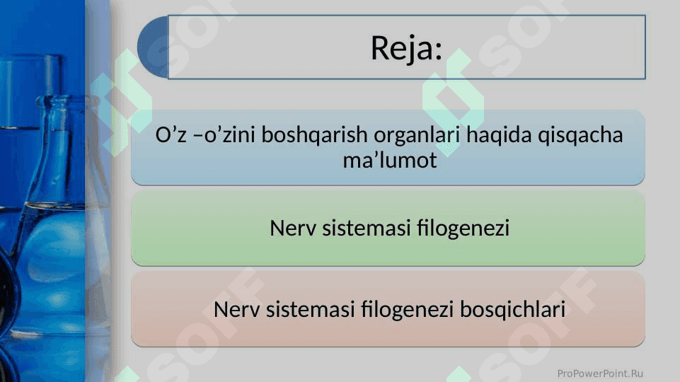 Umurtqasiz va umurtqali hayvonlarning nerv sistemasi 2