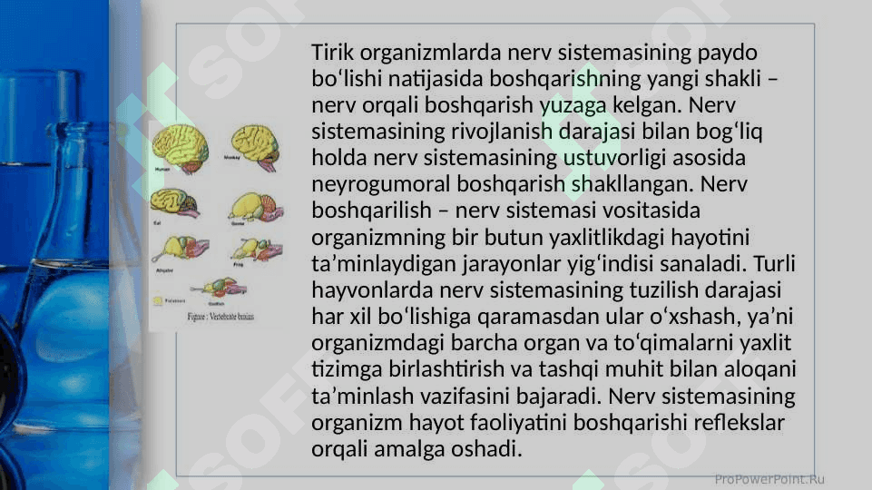 Umurtqasiz va umurtqali hayvonlarning nerv sistemasi 4