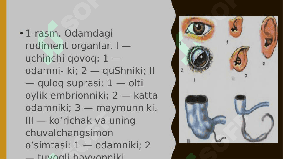 Odamning paydo bo’liShi. Odam evolyutsiyasining asosiy bosqichlari. 3