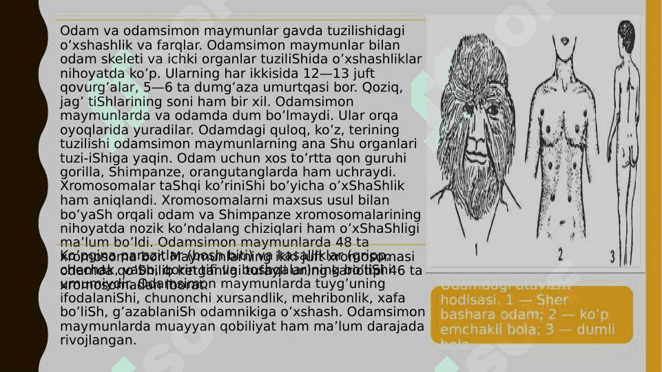 Odamning paydo bo’liShi. Odam evolyutsiyasining asosiy bosqichlari. 4