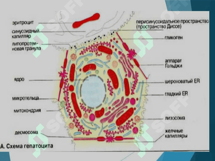 Organizmda toksik moddalarning zararsizlantirilishi. Jigar biokimyosi 3