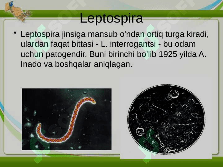 LEPTOSPIROZLAR. GEMORRAGIK ISITMA QO'ZG'ATUVCHILARI, PATOGENEZI, LABORATORIYA TASHHISI. LEPTOSPIROZLAR MORFOLOGIYASI, STRUKTURASI, TARQALGANLIGI, KELTIRIB CHIQARUVCHI KASALLIKLARI VA LABORATORIYA TASHHISI. 2