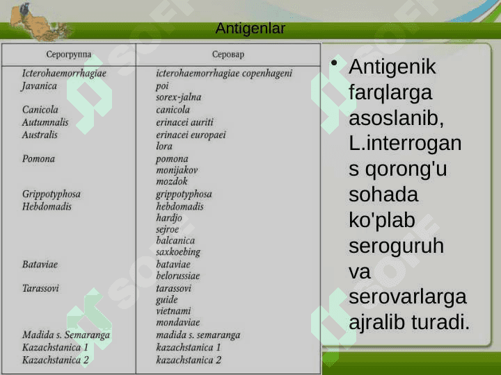 LEPTOSPIROZLAR. GEMORRAGIK ISITMA QO'ZG'ATUVCHILARI, PATOGENEZI, LABORATORIYA TASHHISI. LEPTOSPIROZLAR MORFOLOGIYASI, STRUKTURASI, TARQALGANLIGI, KELTIRIB CHIQARUVCHI KASALLIKLARI VA LABORATORIYA TASHHISI. 6