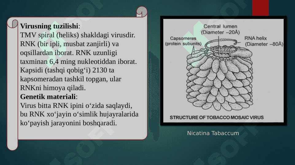 Tamaki mozaikasi virusini ajratish 6