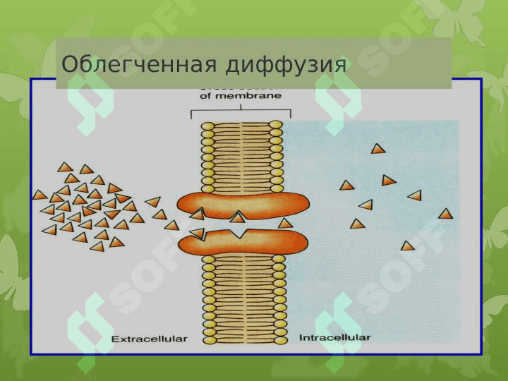 Ферментативные свойства микроорганизмов 3