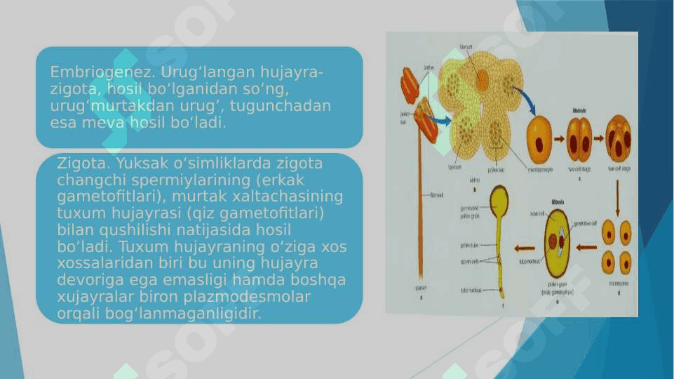 O'simliklar ontogenizining fiziologik tavsifi 7