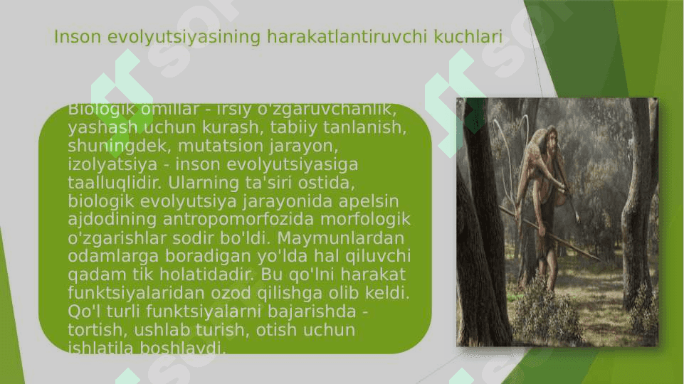 Madaniy evolyutsiya madaniy meros inson evolyutsiyasini hal qiuvchi omillar 6