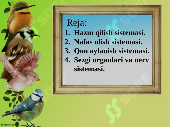 Qushlarning ichki tuzilishi va sezgi organlari 3