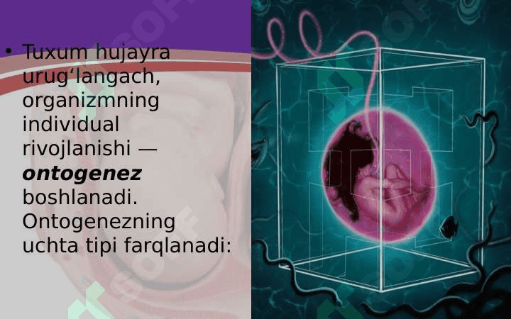 tuxum jo'jayraning urug'lanishi va embrional taraqqiyoti 2