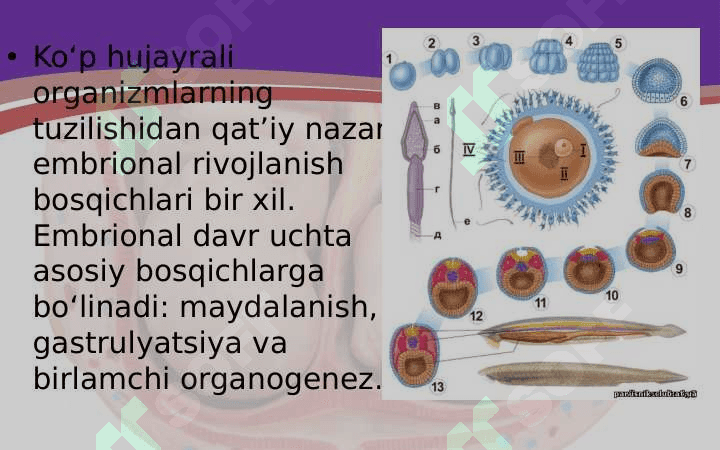 tuxum jo'jayraning urug'lanishi va embrional taraqqiyoti 6