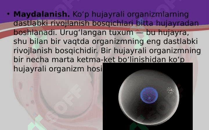 tuxum jo'jayraning urug'lanishi va embrional taraqqiyoti 7