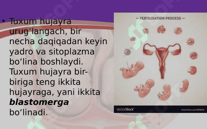 tuxum jo'jayraning urug'lanishi va embrional taraqqiyoti 8