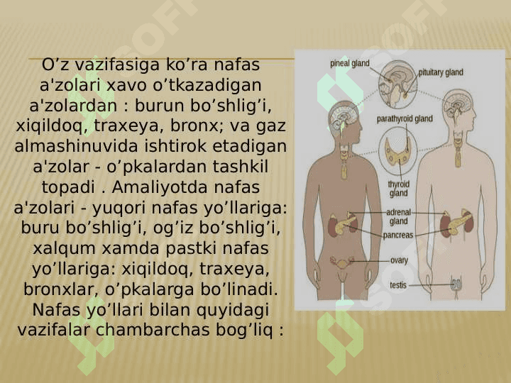 Patologik jarayonlarda rivojlanishida ichki sharoitlarning ahamiyati 7