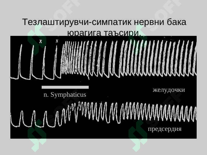 YURAK FAOLIYATINING BOSHQARILISHI 8