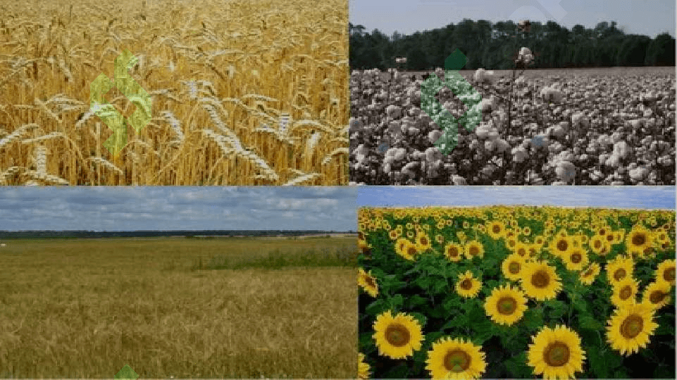 Antropogen ekotizimlar: Agroekosistemalar 4