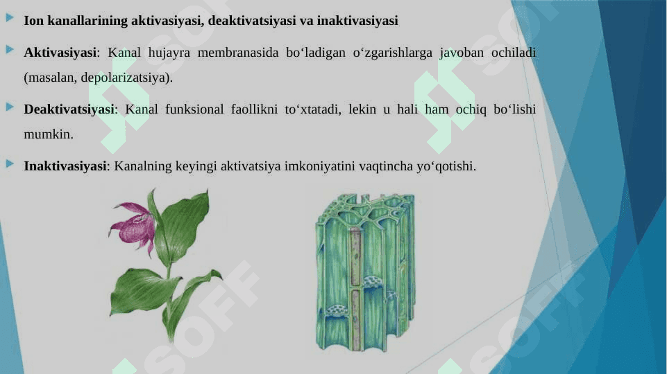 QO'ZG'ALUVCHAN TO'QIMALAR FIZIOLOGIYASI. TINCHLIK VA QO'ZG'ALISH POTENSIYALLARI. TA'SIROTNING BO'SG'A KUCHI. ION KANALLARINING AKTIVASIYASI, DEAKTIVASIYA INAKTIVASIYASI, SINAPSLAR FIZIOLOGIYASI 7