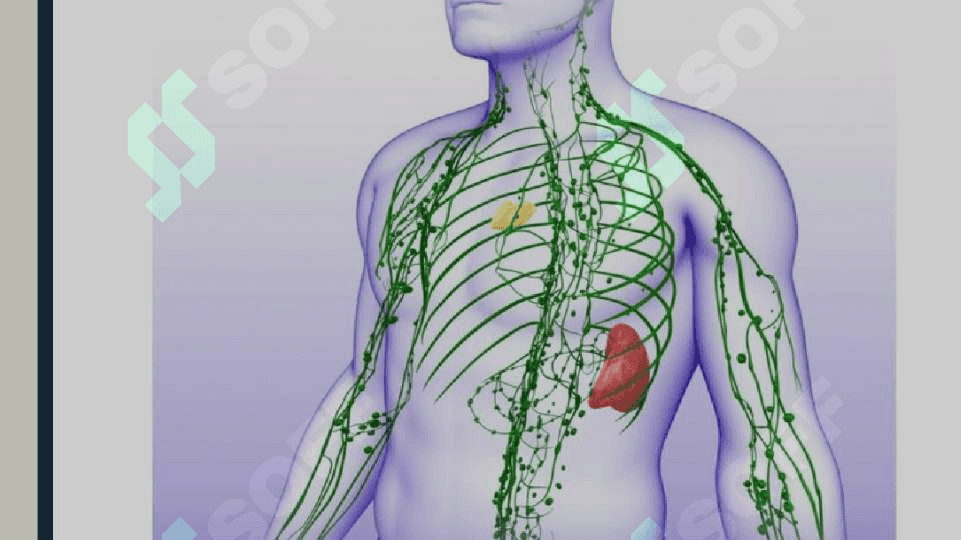 Limfa tomirlarinin rivojlanishiga va tuzilishiga ijtimoiy va biologik muhitlarning ta`siri. 3