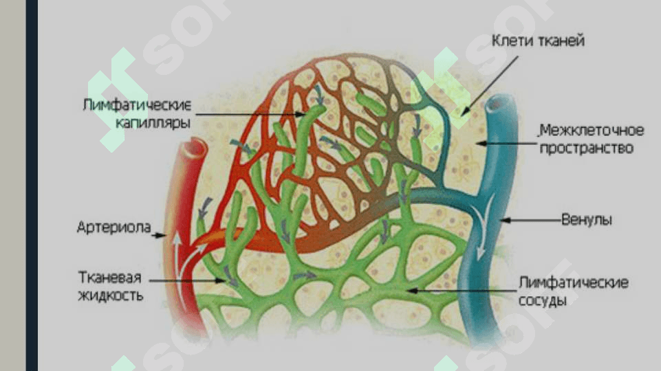 Limfa tomirlarinin rivojlanishiga va tuzilishiga ijtimoiy va biologik muhitlarning ta`siri. 6