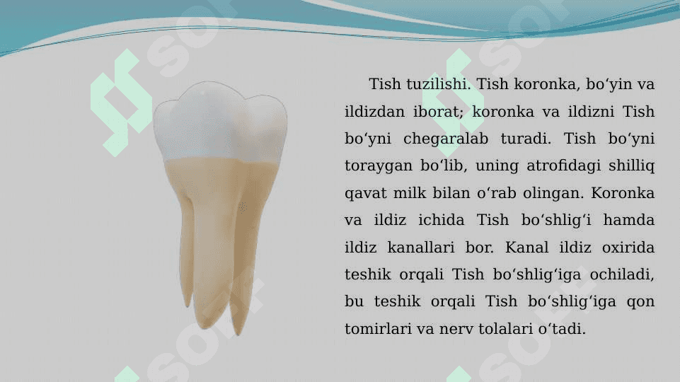 Tishlar ontogenezi, rivojlanishi, nuqsonlari, rengen anatomiyasi 6