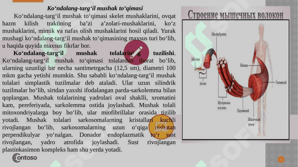Muskul to’qimasi 7