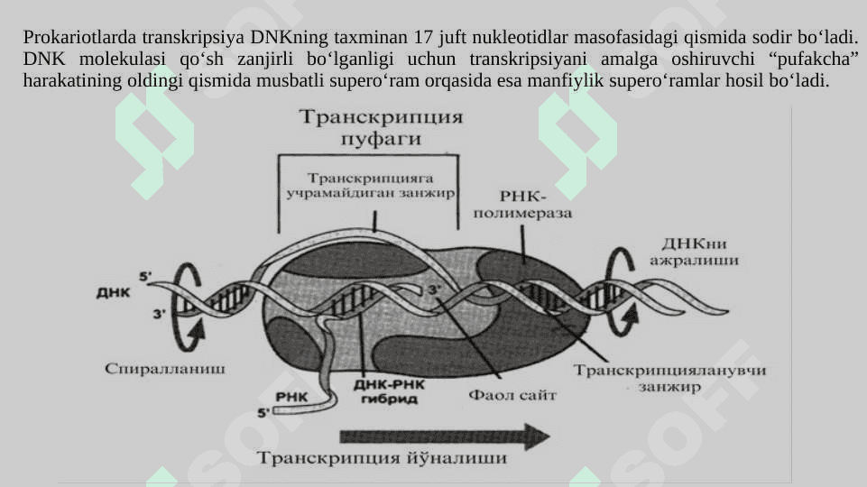 Transkripsiyaning molekulyar asoslari 8