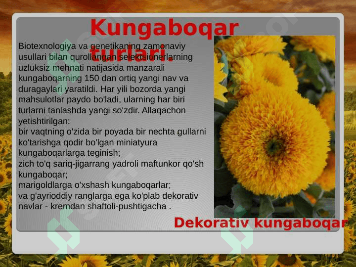 Kungaboqar seleksiyasining asosiy yo'nalishlari va hozirgi kunda seleksioner olimlar tomonidan olib borilayotgan ilmiy tadqiqot izlanishlari 6