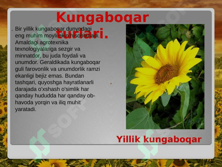 Kungaboqar seleksiyasining asosiy yo'nalishlari va hozirgi kunda seleksioner olimlar tomonidan olib borilayotgan ilmiy tadqiqot izlanishlari 7