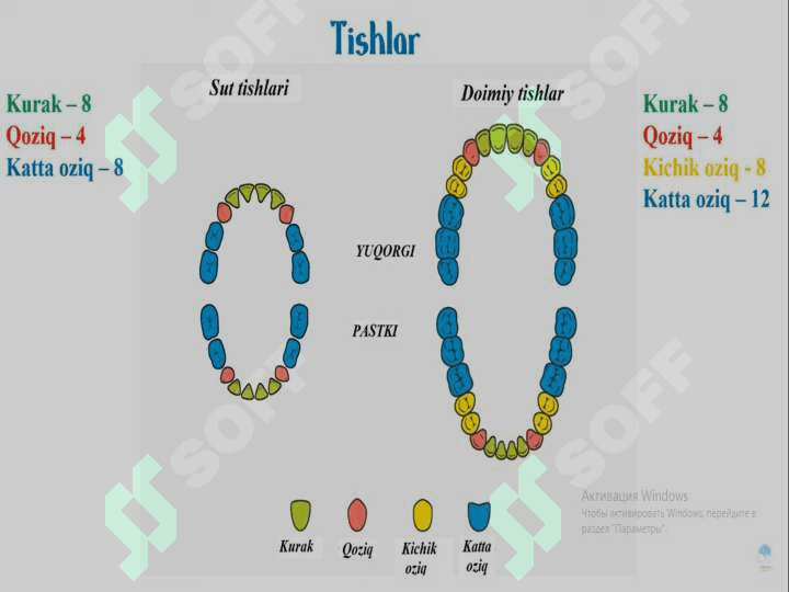 Ovqat hazm qilish a’zolari. Ovqat hazm bezlari tuzilishi. Nafas olish a’zolari 6