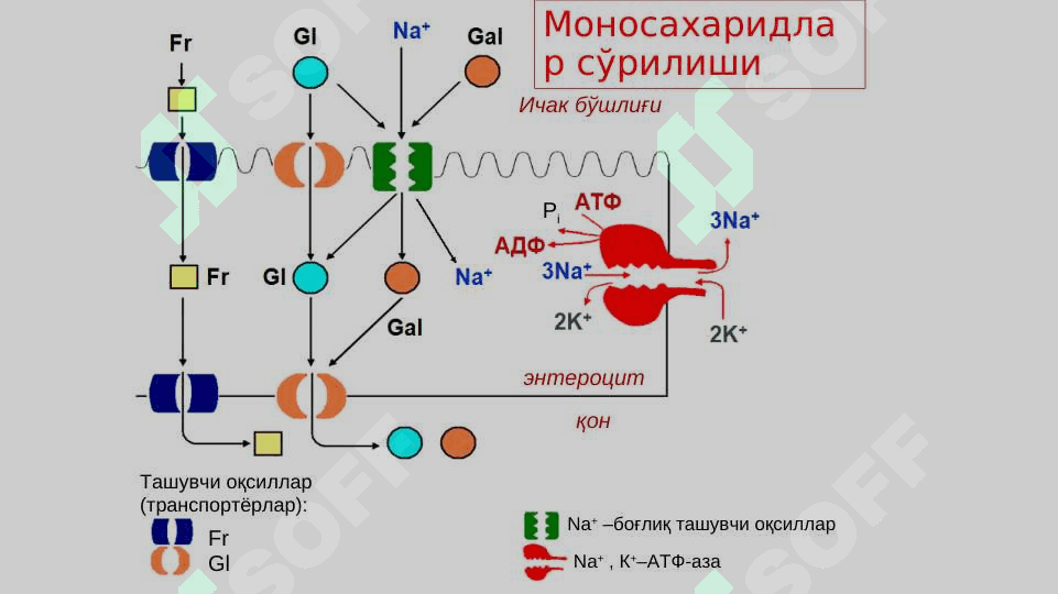Углеводлар алмашинуви 5