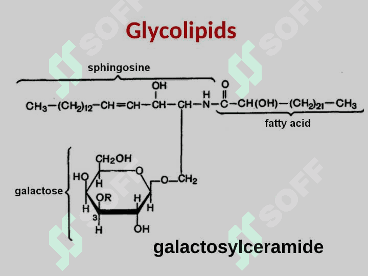 LIPID METABOLISM 5