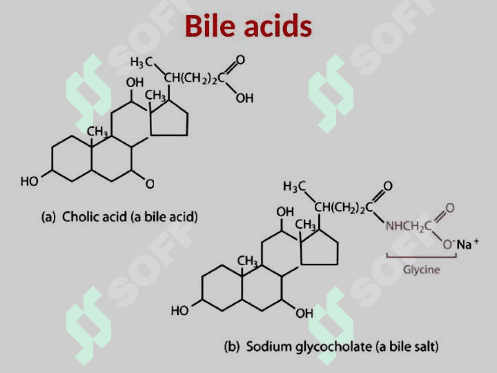 LIPID METABOLISM 8