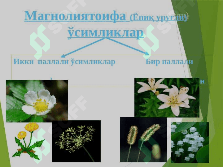 Бир уруғпаллали ўсимликлар 4