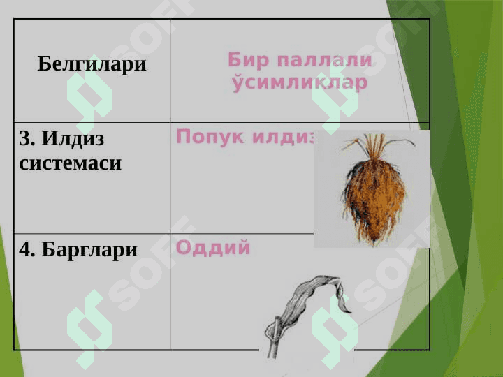 Бир уруғпаллали ўсимликлар 6