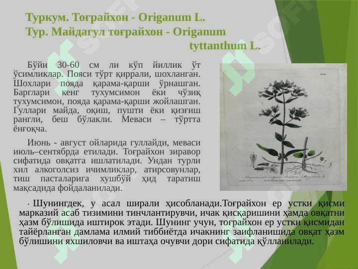 Ялпизнамолар-Lamiales қабиласи 6