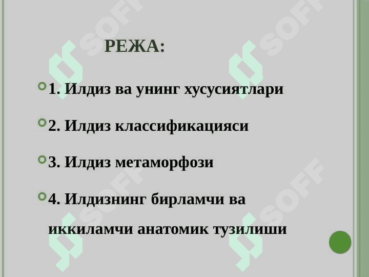 Вегетатив органлар 2