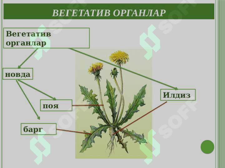 Вегетатив органлар 3