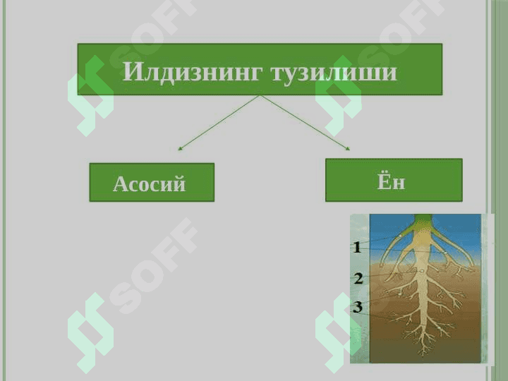 Вегетатив органлар 5