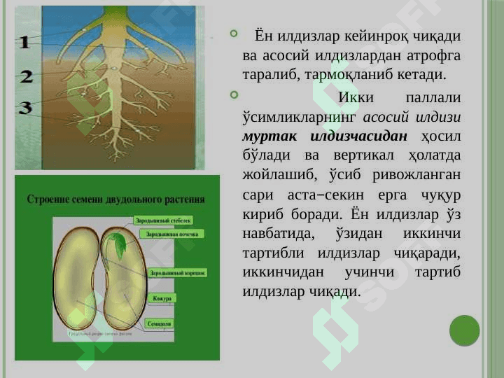 Вегетатив органлар 6