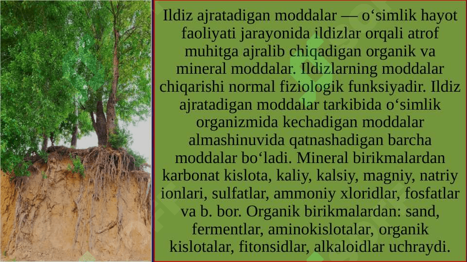 Ildiz metamorfozi va uning anatomik tuzilishi 3