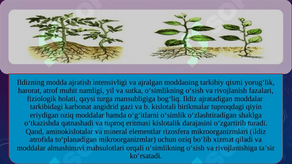 Ildiz metamorfozi va uning anatomik tuzilishi 4