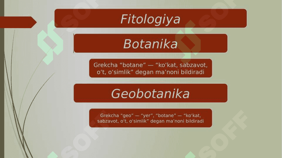 O‘simlik organoidlari, hujayra va to‘qimalari pptx 3