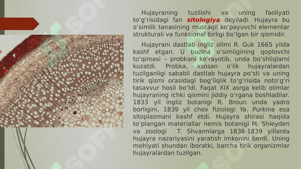 O‘simlik organoidlari, hujayra va to‘qimalari pptx 4