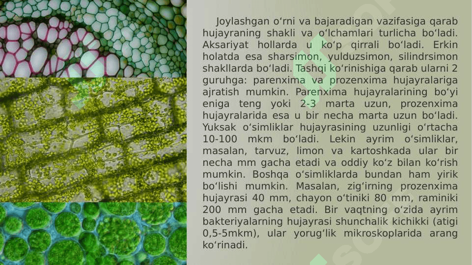 O‘simlik organoidlari, hujayra va to‘qimalari pptx 5