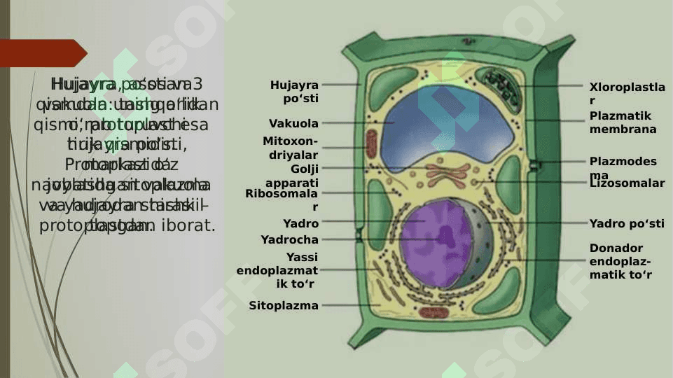 O‘simlik organoidlari, hujayra va to‘qimalari pptx 6