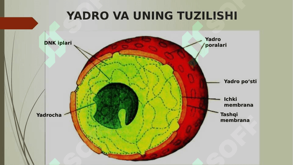 O‘simlik organoidlari, hujayra va to‘qimalari pptx 8